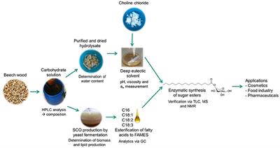 Integrated Process for the Enzymatic Production of Fatty Acid Sugar Esters Completely Based on Lignocellulosic Substrates